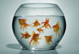 Click to renew your membership.